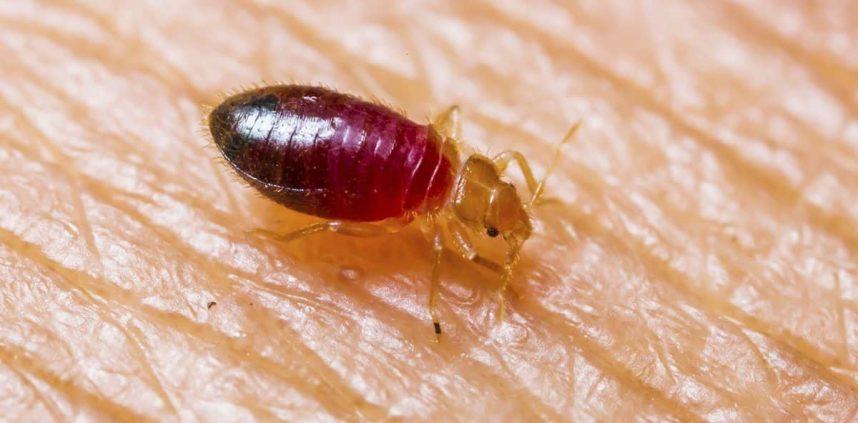 UPDATED: Strat Guest Sues Vegas Hotel After Bed Bugs Allegedly Bit Her Butt, Leg