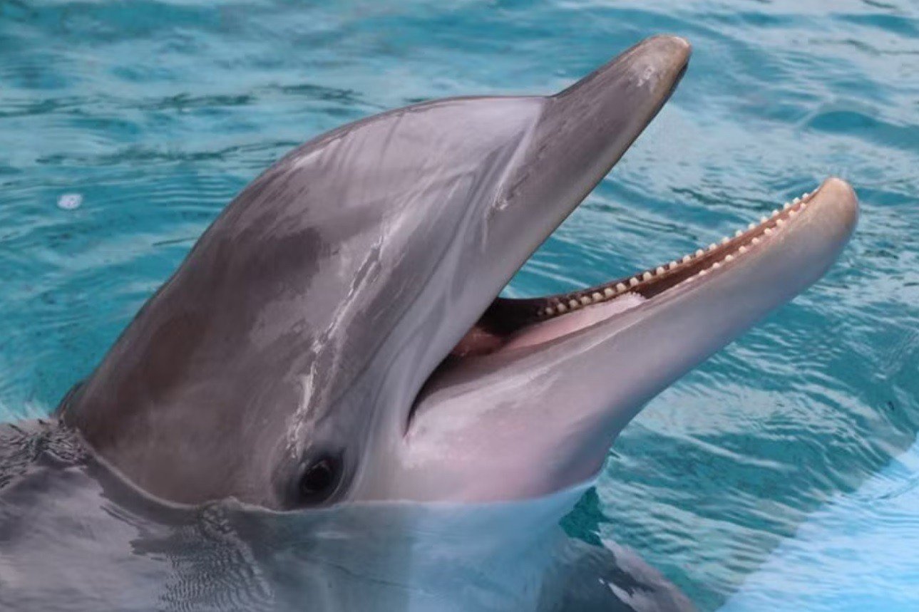 Mirage Las Vegas Closes Habitat After 3rd Dolphin Death This Year