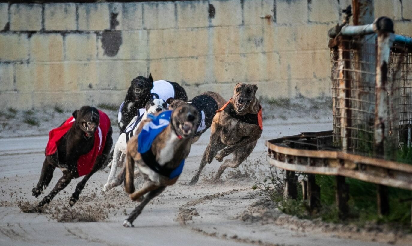 Scotland on Brink of Greyhound Racing Ban