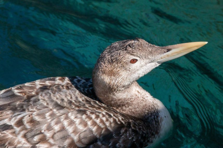 Bellagio Halts Fountain Shows After Rare Bird Lands in Fake Lake