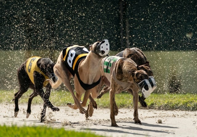 Greyhound Racing’s Lawsuit Challenging Florida Ban Thrown Out of Court